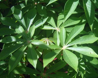 Tapioca Manihot Esculenta Cassava (6 inch) 3 Stem Cuttings for Growing