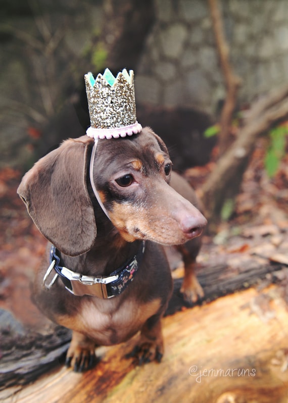 Dog Hat || Dog Birthday || Pet Birthday || Crown || Cat Birthday Crown Hat || Animal Birthday Hat