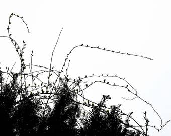 Botanical Bliss - Fine Art Photography