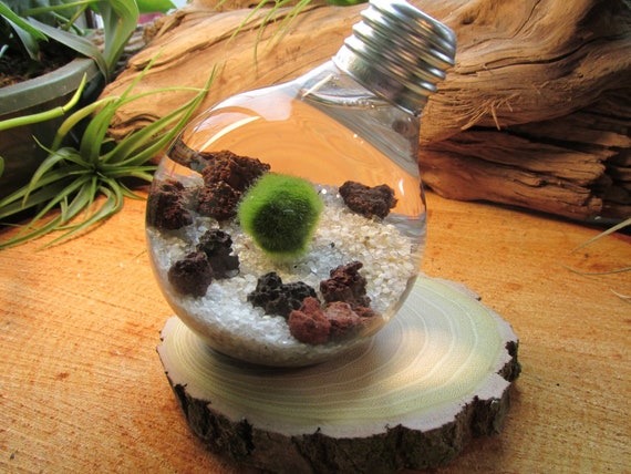passo a passo de como fazer terrário dentro da lâmpada A construção de um terrário é uma atividade prática que auxilia na apropriação de conceitos ecológicos