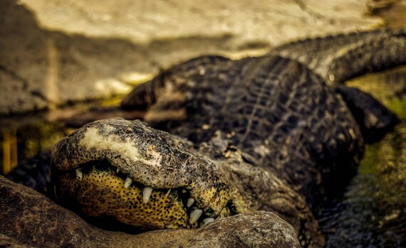 Alligator, Animal Photography, Wall Art, Animal prints, Alligator Photography, Wall Art Print, Reptile Photography, Alligator Photography,