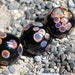 Handmade Glass Lampwork Beads, Black/Raku round