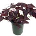 Rare Purple Rain Shamrock Plant - Easy Houseplant - Oxalis Francis - 4" Pot