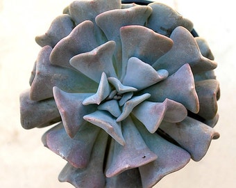 Echeveria 'Cubic Frost' 3.5" Pot