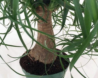Guatemalan Red Ponytail Palm - Beaucarnea - 6" pot - Easy to Grow