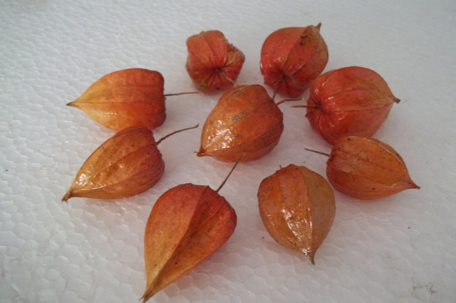 Nine dried Chinese Lantern seed pods from Physalis alkekengi plants