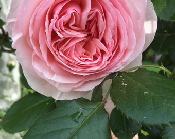 Heirloom Rose