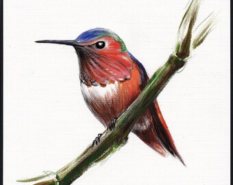 Little Hummer - Original Hummingbird Painting