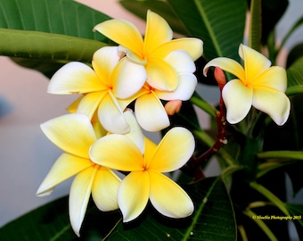 Yellow Plumeria Flowers
