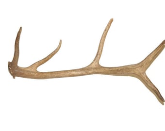 Elk Antler / Shed Antler / Natural Antler (#157)