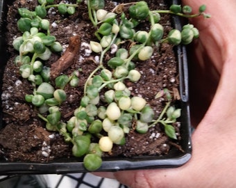 Variegated String of Pearls
