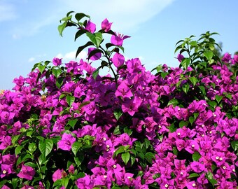 Bougainvillea " La Joya" or the gem -5"-8" tall