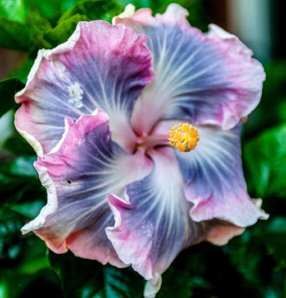 Rare Blue Purple Hibiscus Seeds Giant Dinner Plate Fresh Rare Blue Purple Hibiscus Seeds Giant Dinner Plate Fresh