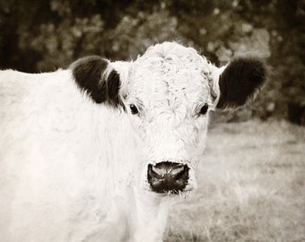 Cow Photo, Cow Print, Farmhouse Decor, Cow Photograph, Farm Animal Photo, Cow Canvas Art, Farm Animal Print, Country Home Decor