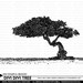 Divi Divi Aruban Tree - Digital Stamp and Brush - INSTANT DOWNLOAD - for Scrap Booking, Cards, Collage, Invites, Journaling, Crafts