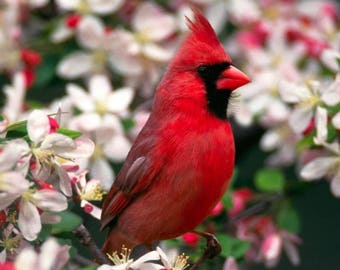 Cardinal / Birds 8 x 10 / 8x10 GLOSSY Photo Picture
