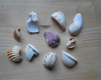 Shell fragments, craft supply, 10 pieces, jewelry supplies, surf tumbled shell fragments C18