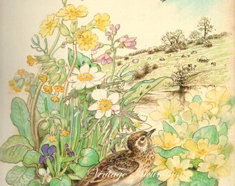 Antique Print, English Flowers Birds 36, Edwardian chart beautiful wall art vintage color lithograph illustration 1970 butterfly garden