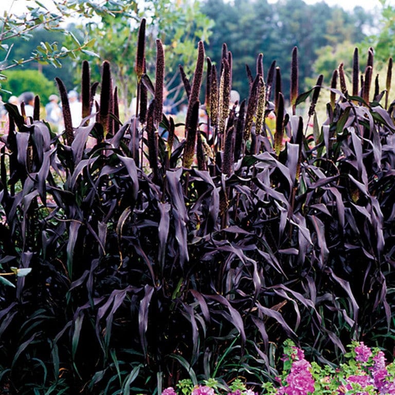 Millet Seeds Purple Majesty Pennisetum glaucum AAS Gold