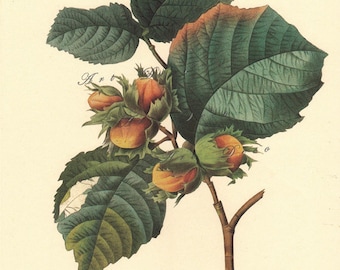 vintage botanical print of hazel nut by Pierre Redoute, vintage printable image no. 1563