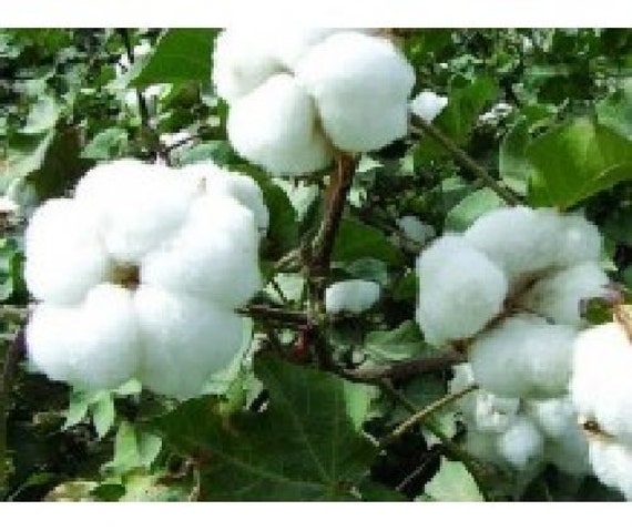 factors of do how find 9 you cotton to and herbaceum attract real Gossypium growing fast