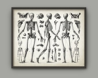 Human Anatomy Antique Art Print Set Of 12 Vintage Anatomy