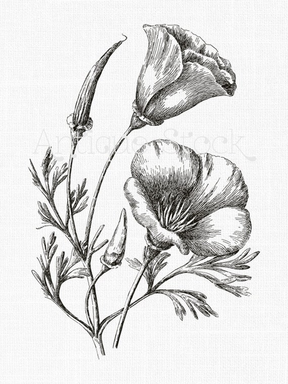 Line Art Digital Painting : Line art flower clipart californian poppies botanical
