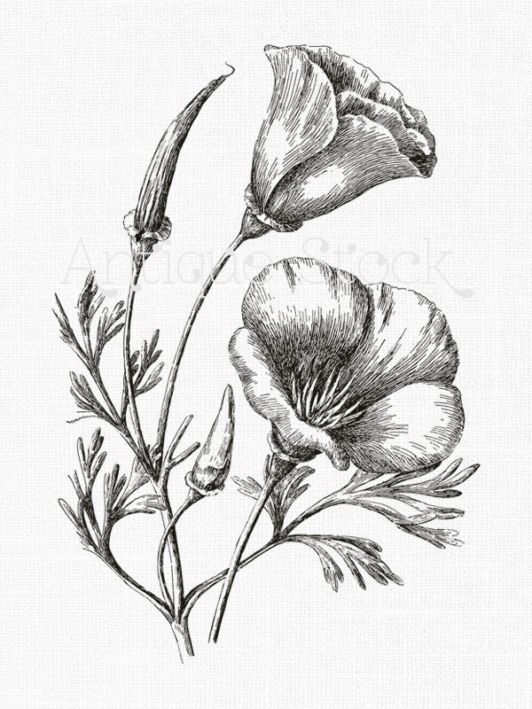 Line Art Etsy : Line art flower clipart californian poppies botanical