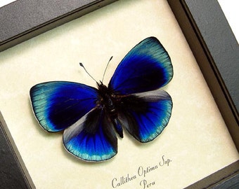 Glowing Blue Optima Real Butterfly Conservation Display 819d