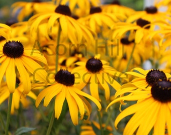 Yellow Flower Photograph Digital Download / Black Eyed Susan Flower / Nature Home Decor Canvas Wall Art Print