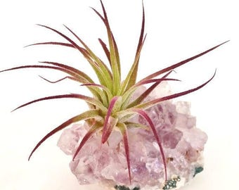 Amethyst Cluster Air Plant Holder , Purple Ionantha , Boho , Gemstone , Desk Accessory , Air Plant Garden , Crystal Decor.