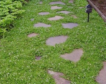 Creeping Speedwell Ground Cover Seeds (Veronica Repens) 50+Seeds