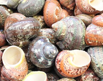 Tapestry Turbo Seashell (2") - (3 pcs.) - Turbo Petholatus