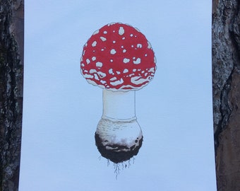 Amanita