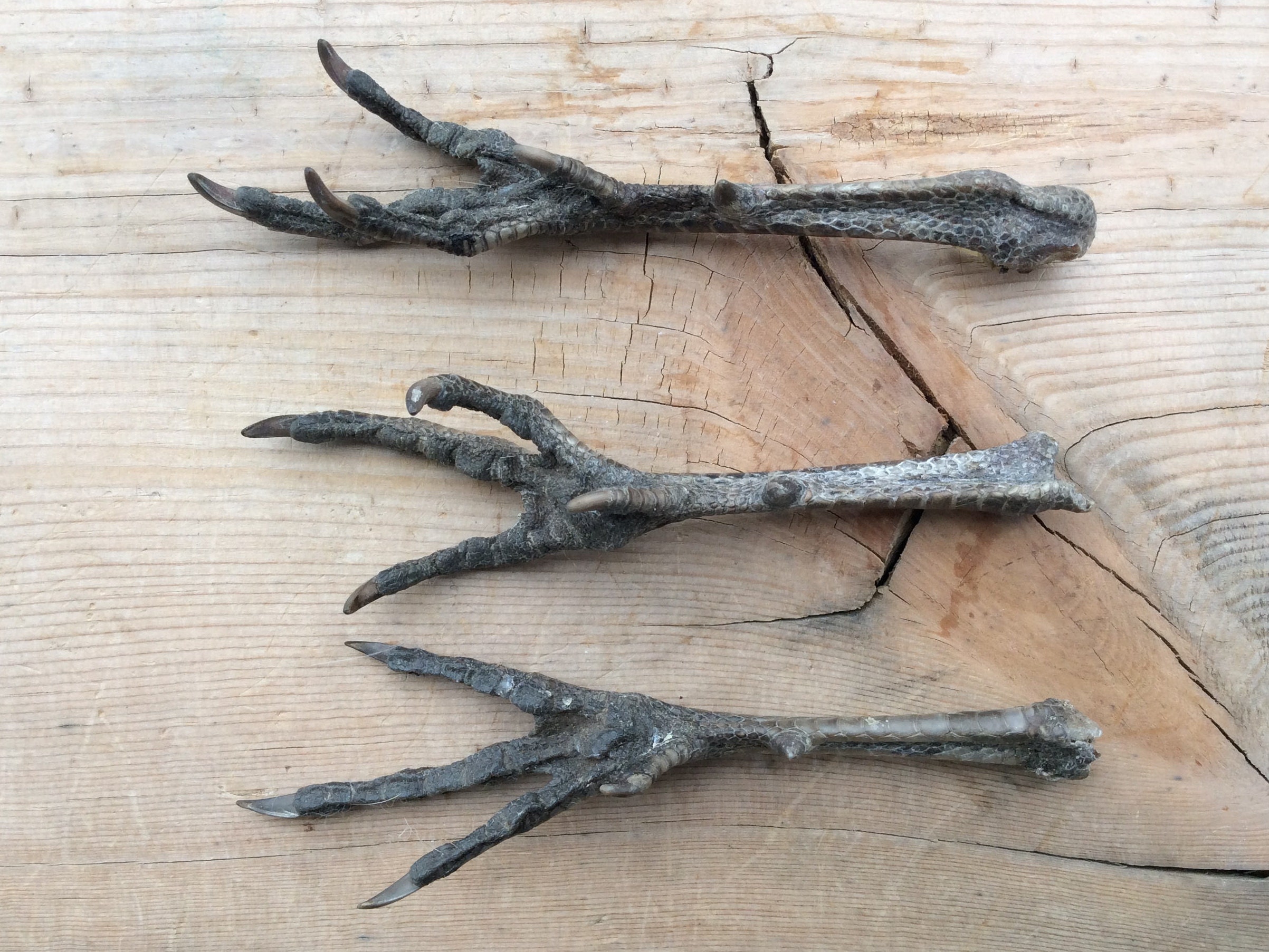 3 Ringneck Pheasant Feet from on Etsy Studio
