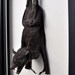 FRAMED TAXIDERMY BAT , 235mm wide x 330mm high
