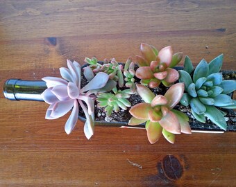 Glass Succulent Planter / Wine Bottle Planter / Garden / Wine Gifts / House Warming / Windowsill Planter / Indoor Plants / Valentines gift