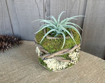 Faux Succulent arrangement/ air plant succulent arrangement/ moss planter/ moss and twigs succulent arrangement/ moss lichen and branch pot