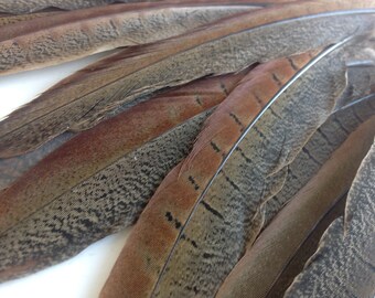 Natural feathers - feather crafts - Crafting feathers - Bridal feathers - Tail Feathers Pheasant- feathers 10" inches - 1550