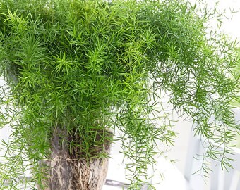 Asparagus Fern in 4" Pot (SKU: 05682)