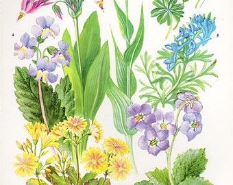 Botanical WILD FLOWERS HERBS Flower Print 45 Flower medium artwork plants print Cottage Decor Wildflower Vintage Botanical Print 1960s