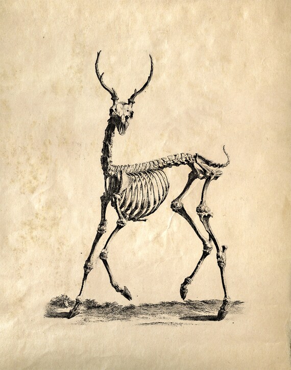 Vintage Science Animal Anatomy Study. Deer Skeleton.
