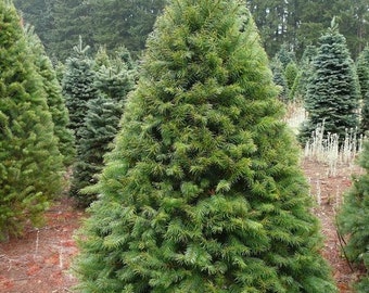 Douglas Fir Tree Seeds ( Pseudotsuga menziesii ) 20+Seeds