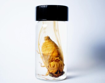 cicadidae wet specimen