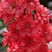 25+ Red Delphinium / Long Lasting Perennial Flower Seeds