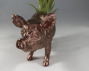 Air plant pig in rose gold