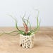FREE Shipping - Rustic Cholla Wood Air Plant Display - Bulbosa Air Plant