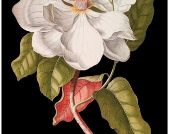antique white magnolia botanical print flower illustration digital download black background