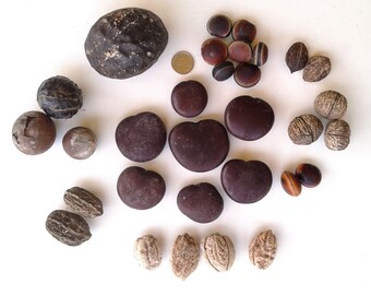 Drift Seed / Sea Bean Assortment, 31 Pieces