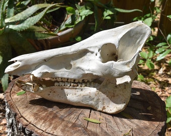 Boar Skull, Wild Boar skull whole, animal skull